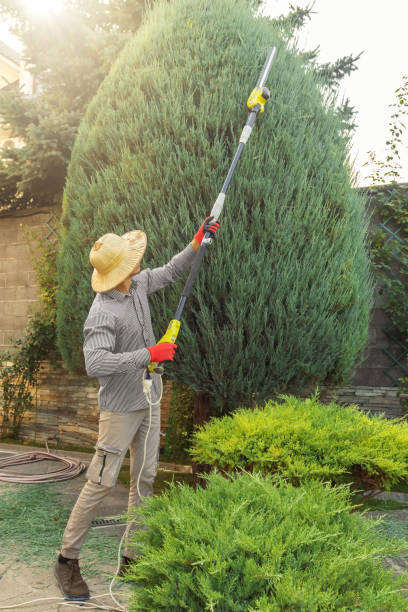 Best Lawn Renovation and Restoration  in Pine Nyon, CA